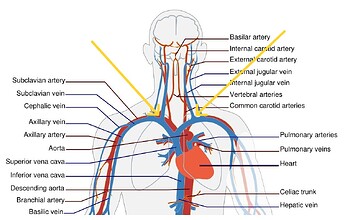 circulatory-41523_1920